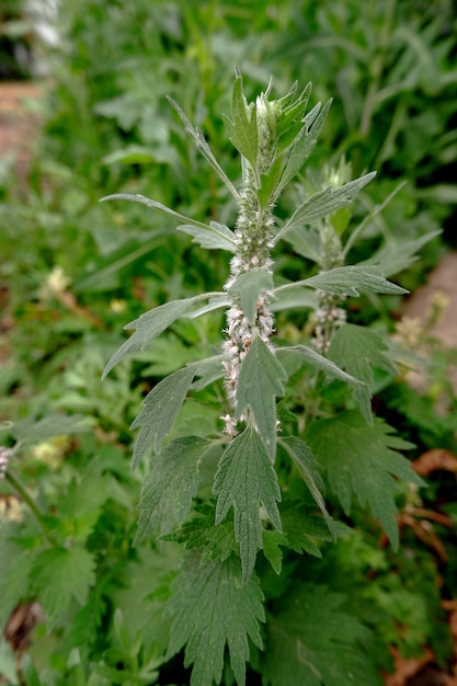 Motherwort bloeiwijzen close-up Gezonde tuin groene planten