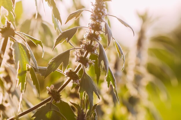 Motherwort medical plants in sunset light