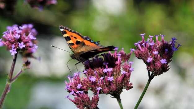 Moths and butterflies