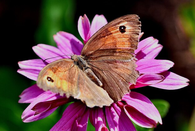 Moths and butterflies