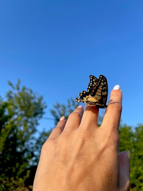 Moths and butterflies