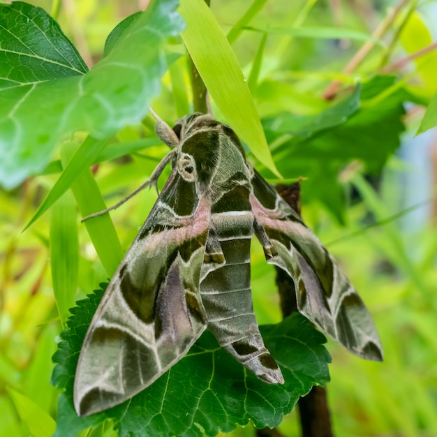 Moths hiding in the night