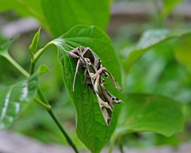 Moths on leaves in nature