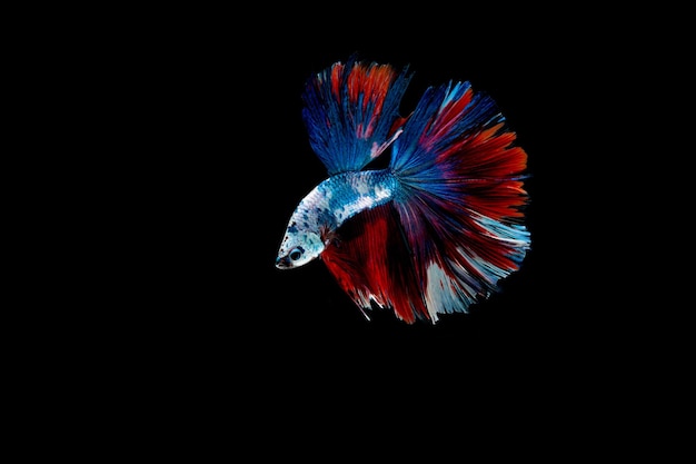 motion of fighting fish