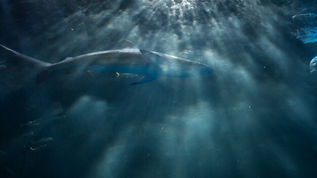 Motion sea shark swimming with small fish with rays of\
artificial light in nagoya aquarium, japan. sea life show in\
zoo.