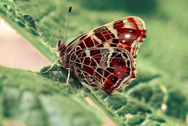 Motley butterfly on a green leaf