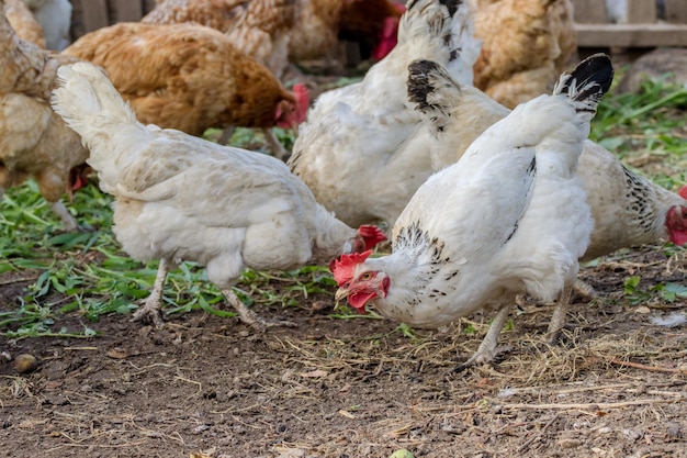 농장 마당에서 풀을 뜯고 있는 잡종 닭들