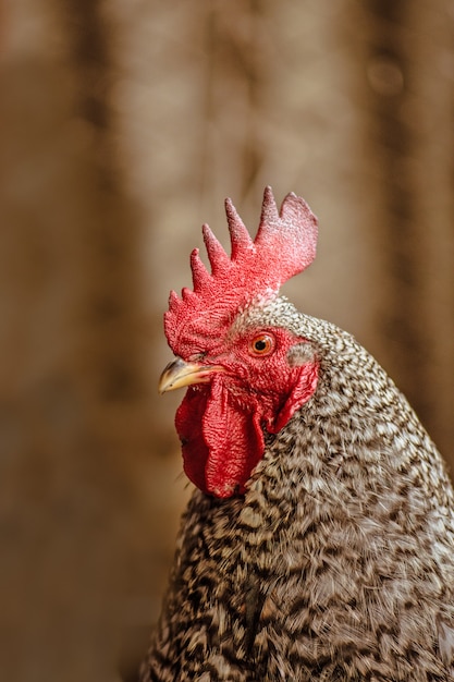 Gallo eterogeneo su uno sfondo sfocato