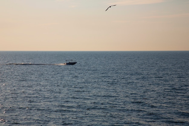Motorboot die met hoge snelheid in de zee vaart. Een meeuw zweeft boven de boot. Zeevissen bij zonsopgang