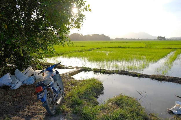 A motorcycle is parked next to a rice field.