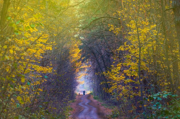 Motorrijder en hond in adembenemend herfstbos wandelen op natuurlijk pad Motorrijder onderweg in herfstbos