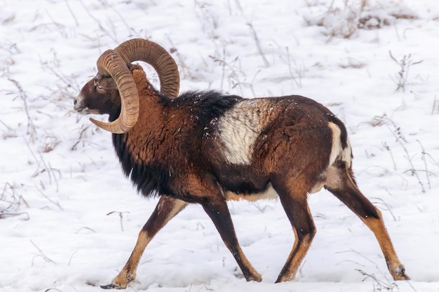 Mouflon Male in Winter Wild nature ovis musimon