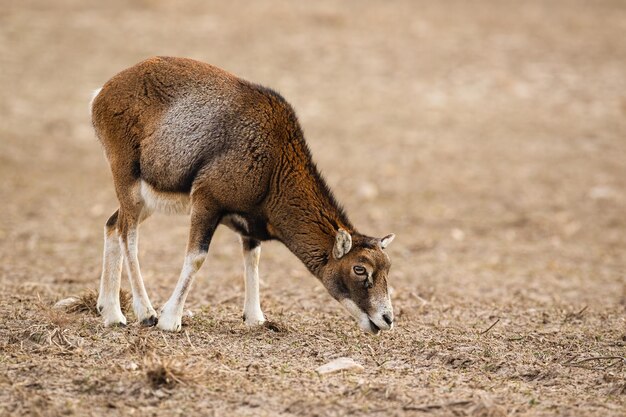 겨울에 복사 공간이 있는 Mouflon ovis musimon 암컷 성인 양 먹이