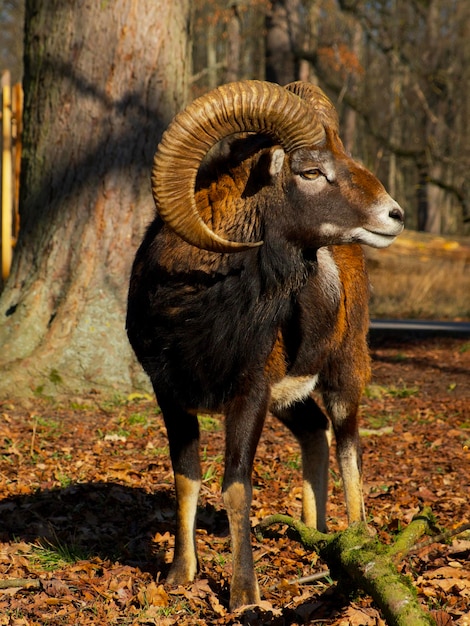 mouflon ram with large horns in a park