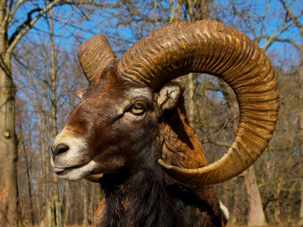 大きな角を持つ mouflon ram は、舌を示しています