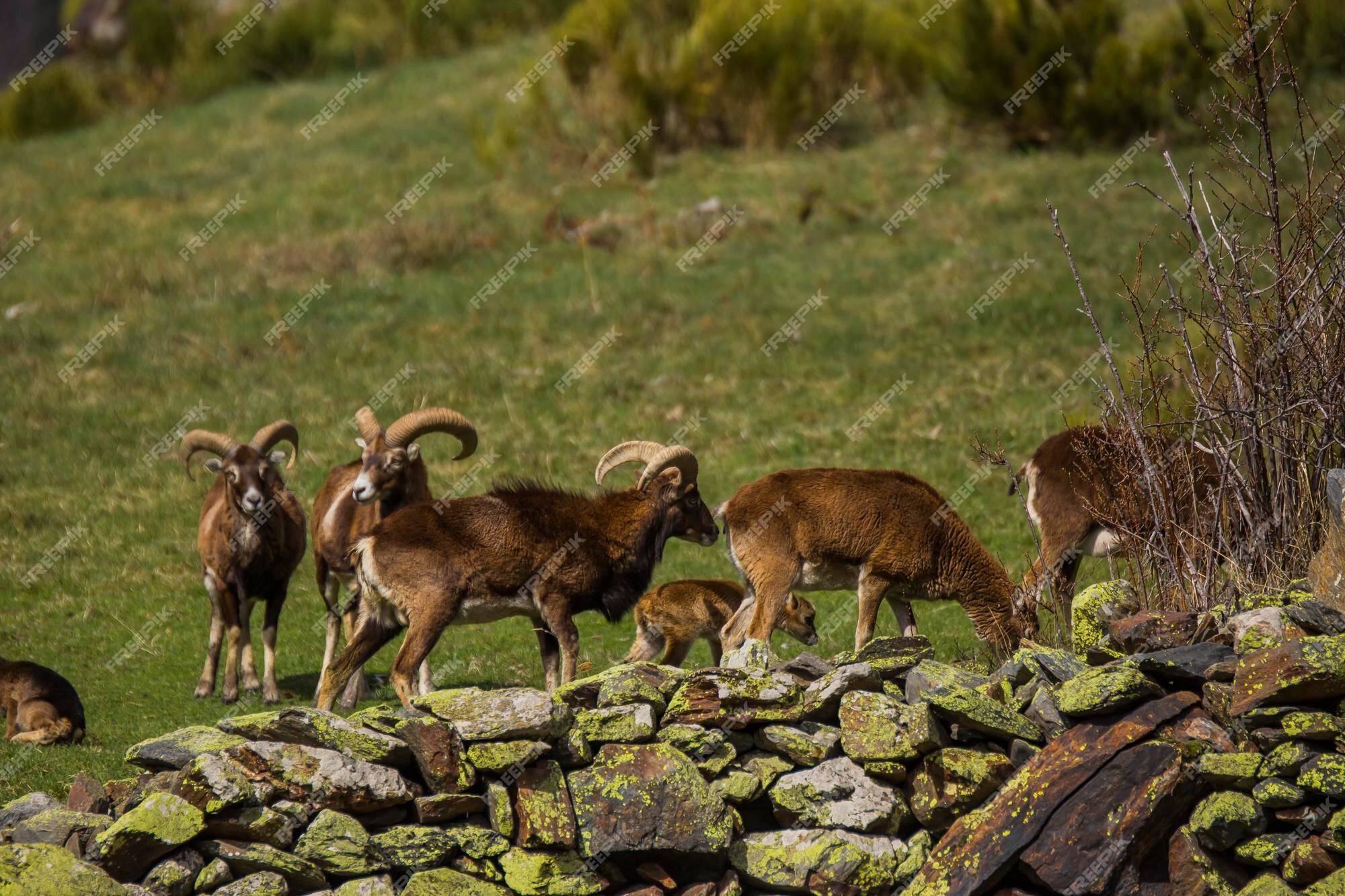 Premium Photo | Mouflon in spring in capcir pyrenees france Premium Photo | Mouflon in spring in capcir pyrenees france