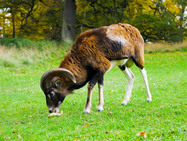 a mouflon with big horns is eating on a green meadow on an autumn day