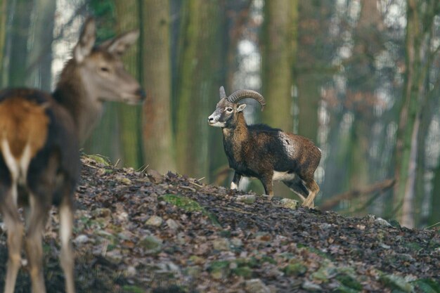 Mouflon