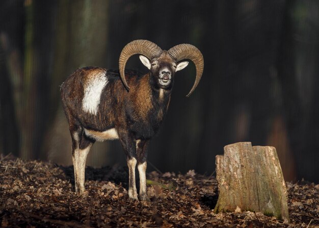 Mouflon