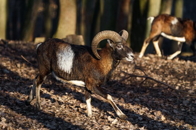 Mouflon