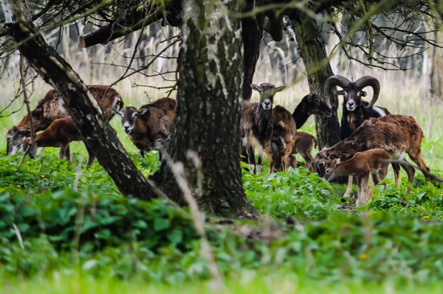 Photo mouflons by tree trunk