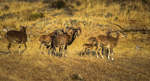 Mouflons op het veld in het natuurpark sierra de andujar