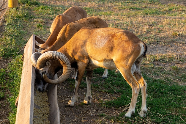 Муфлоны с загнутыми рогами едят еду в зоопарке.