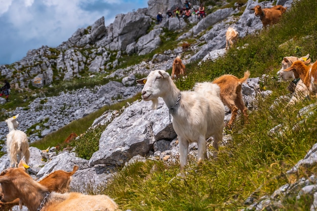 Foto mount aizkorri 1523 meter, de hoogste in guipuzcoa. baskenland. klim door san adrian en keer terug door de oltza-velden. een groep vrije geiten op de bergbeklimming