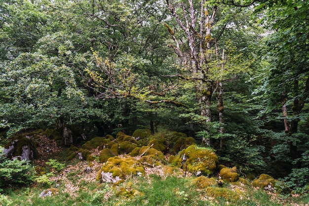 Mount Aizkorri, Guipuzcoa. Vochtige interieur van Mount Aizkorri bos