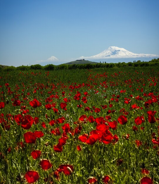 Foto monte ararat. bella vista dall'armenia