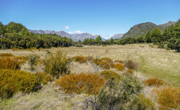 Mount Crichton Loop Track