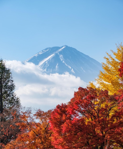 庭のカラフルな秋の木に富士山