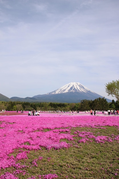 Il monte fuji in giappone con fiori rosa in primo piano