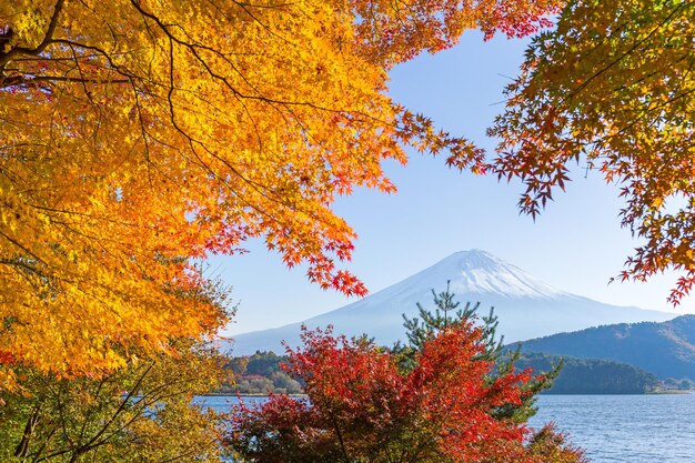 メープルと湖で富士山