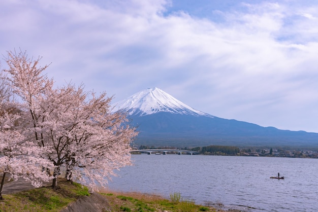 Гора Фудзи Гора Фудзи над голубым небом Вишневый цвет в полном цвету на весеннем озере Кавагутико