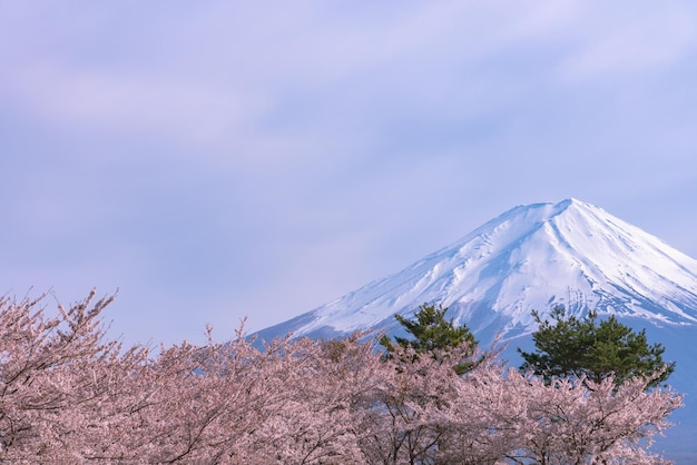 Mount Fuji Mt Fuji over blauwe lucht Kersenbloesems in volle bloei op het lentemeer Kawaguchiko