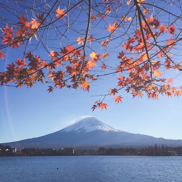 Mount Fuji and sakura in spring at Kawaguchiko, japan. Cherry blossom Sakura . Beautiful blossom sakura in japan.  