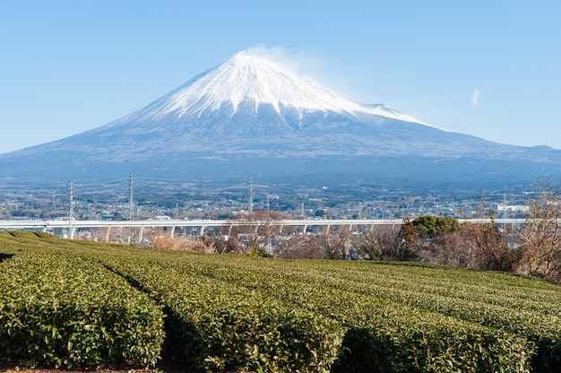 静岡県富士宮市の雪と緑茶のプランテーションで富士山