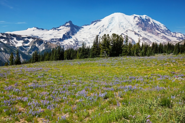 Foto mount rainier nationaal park, washington