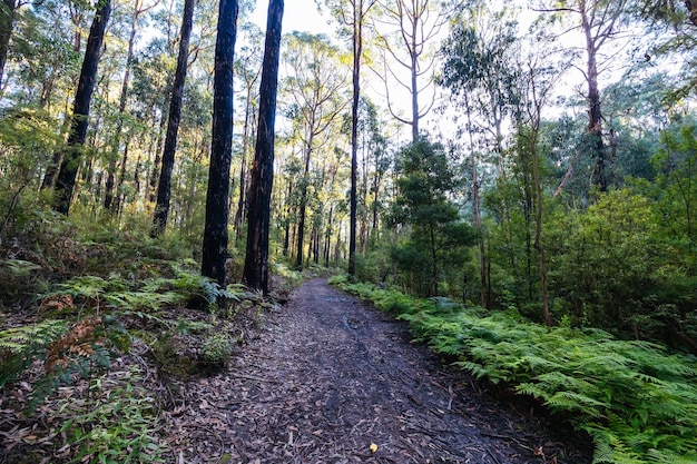 Mount Sugarloaf Ridge Track bij Masons Falls in Kinglake National Park op een koele herfstdag in Melbourne Victoria Australië