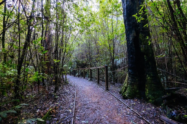 Mount Sugarloaf Ridge Track and Lyrebird Circuit Walk near Masons Falls in Kinglake National Park on a cool autumn day in Melbourne Victoria Australia