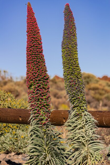 Mount Teide bugloss (Echium wildpretii), blooming