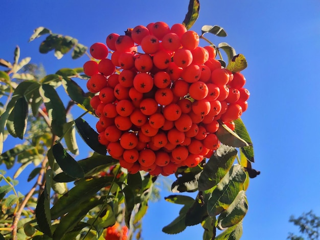 mountain ash against the blue sky