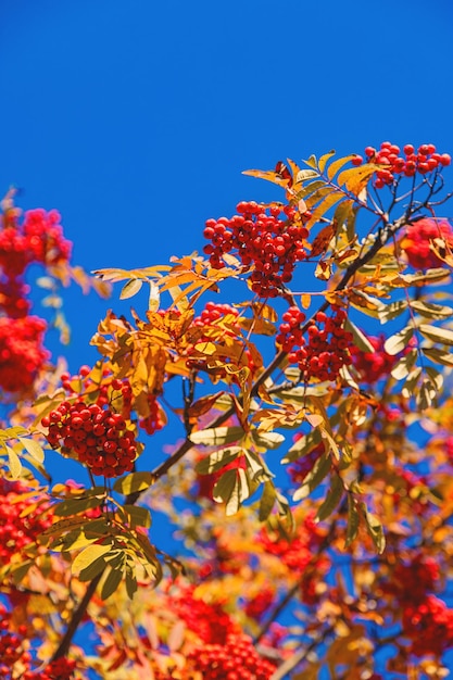 Mountain ash in autumn in the park I'm in the park Selective focus Nature