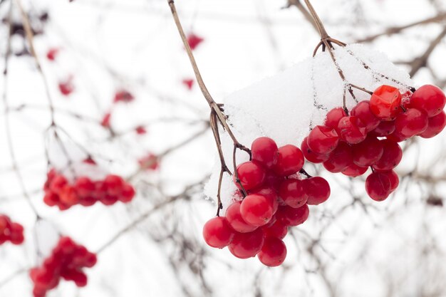 雪の中で山の灰