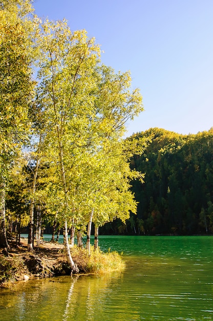 Mountain autumn green siberia lake with reflection and birch