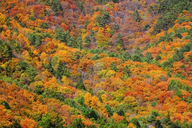 가을의 산