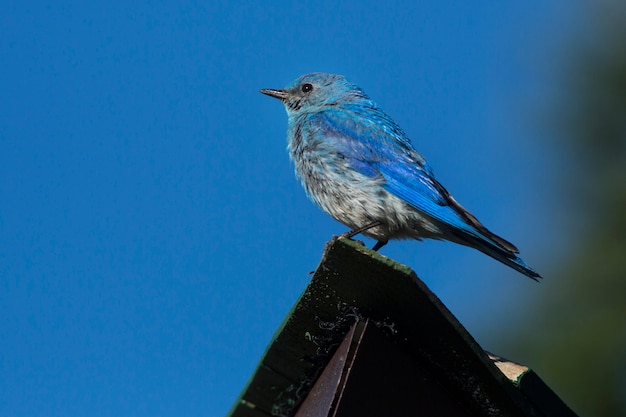 Mountain Bluebird Perching on Roof