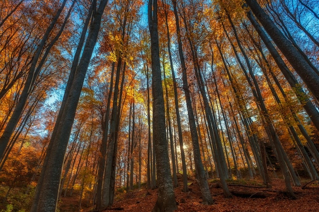 山の明るい秋の森