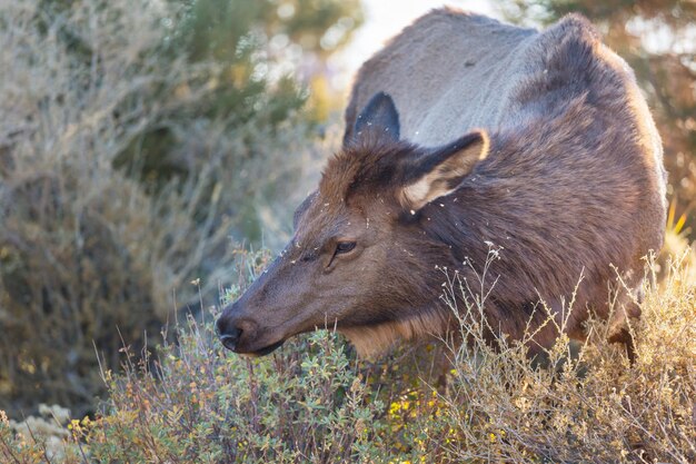 Mountain Bull Elk Colorado, VS